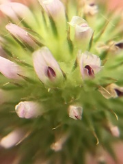 Trifolium microcephalum