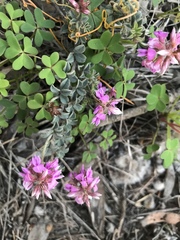Indigofera mauritanica