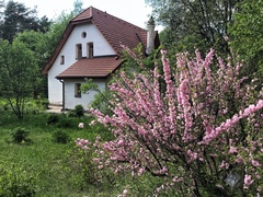 Amygdalus
