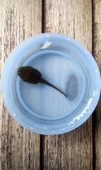 Duttaphrynus melanostictus