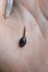 Duttaphrynus melanostictus