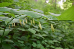 Polygonatum biflorum biflorum