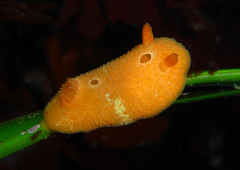 Aldisa sanguinea