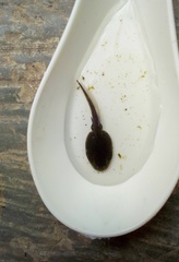 Duttaphrynus melanostictus