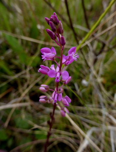 scalloped milkwort (Polygala crenata)