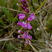 Scalloped Milkwort - Photo (c) Eleanor, some rights reserved (CC BY-NC)