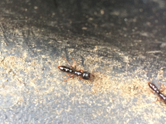 Amblyopone australis