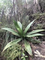 Agave desmettiana