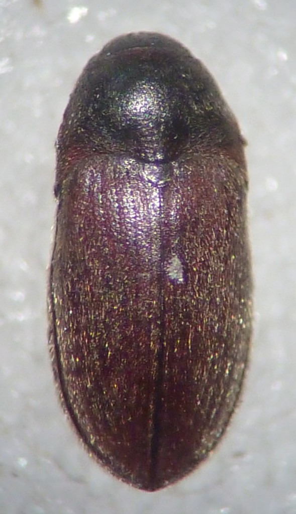 Aulonothroscus validus