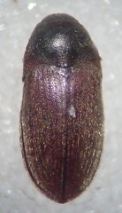 Aulonothroscus validus