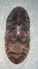 Aulonothroscus validus