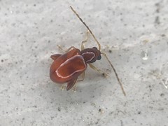 Longitarsus varicornis