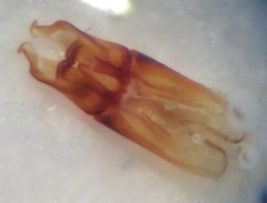 Aulonothroscus validus