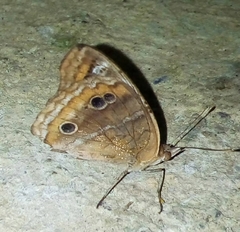 Junonia zonalis