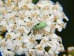 Phyllobius virideaeris