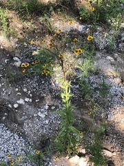 Helenium elegans, photograph Brooke Smith, CC BY, iNaturalist via GBIF