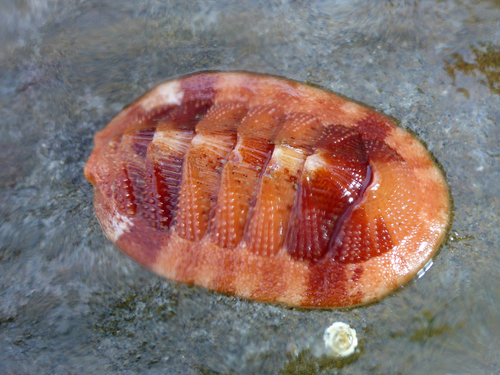 Merten's Chiton