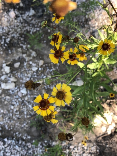 Helenium elegans