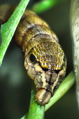 Eupanacra