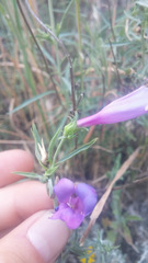 Penstemon heterophyllus