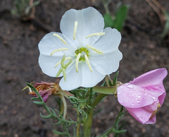 Oenothera coronopifolia