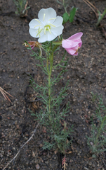 Oenothera coronopifolia