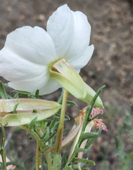 Oenothera coronopifolia