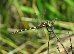Cordulegaster bilineata