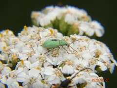 Phyllobius virideaeris