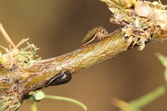 Stictopelta marmorata