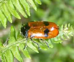 Clytra