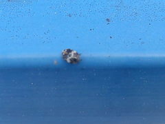 Anthrenus pimpinellae