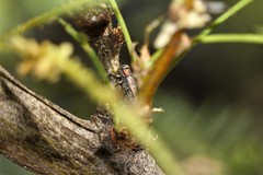 Chrysobothris lateralis