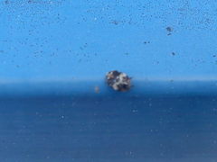 Anthrenus pimpinellae