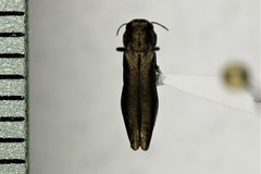 Agrilus cuprescens