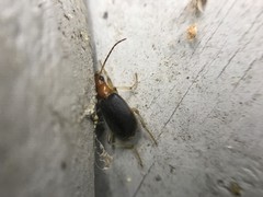 Brachinus adustipennis