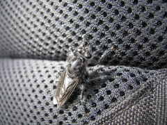 Andrenosomatini