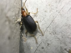 Brachinus adustipennis
