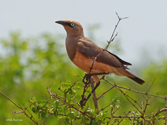 Fischer's Starling photo 4
