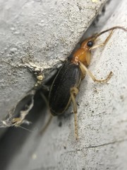 Brachinus adustipennis