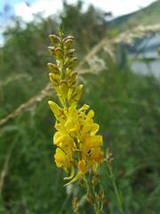 Linaria angustissima