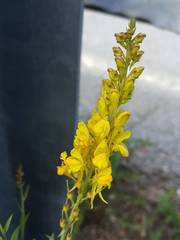 Linaria angustissima