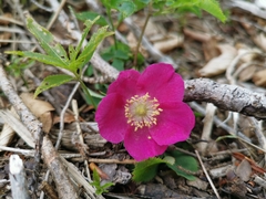 Rosa pendulina