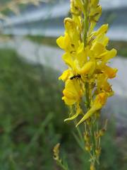 Linaria angustissima