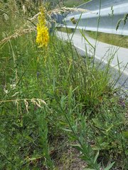 Linaria angustissima
