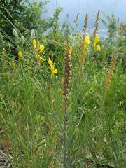 Linaria angustissima