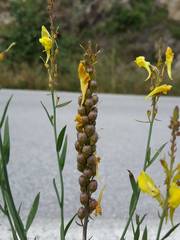 Linaria angustissima