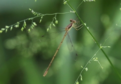 Lestes rectangularis