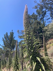 Echium pininana