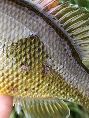 Lernaeidae